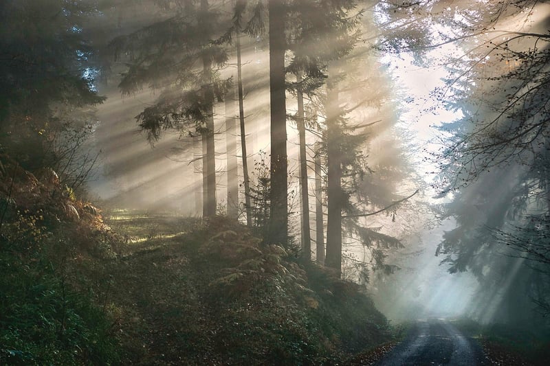 Mystic Forest
